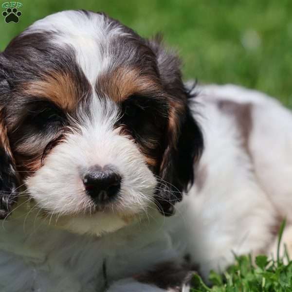 Coconut, Cavapoo Puppy